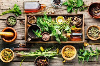 Vertrauen Sie auf die Wirkung von Pflanzenstoffen und Pilzextrakten und gönnen Sie Ihrem Körper mit unseren Supplements eine natürliche Unterstützung für Ihre Gesundheit.