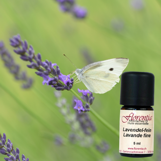 Lavendel-fein Bio 5 ml (Florentia) - Wohlfühlprodukte