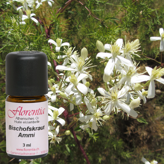 Bischofskraut Wild 3 ml - Wohlfühlprodukte