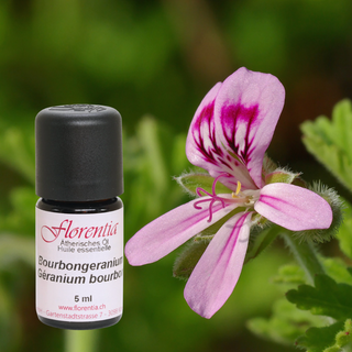 Bourbongeranium Bio 5 ml - Wohlfühlprodukte