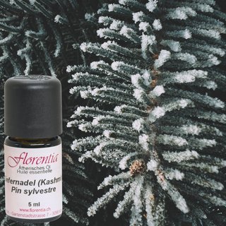 Kiefernadel (Kashmir) wild 5ml - Wohlfühlprodukte