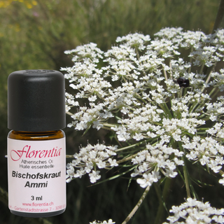 Bischofskraut Wild 3 ml - Wohlfühlprodukte