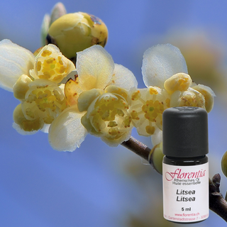 Litsea Bio 5 ml - Wohlfühlprodukte