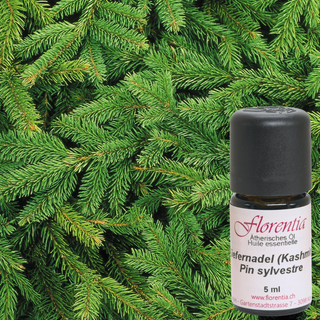 Kiefernadel (Kashmir) wild 5ml - Wohlfühlprodukte