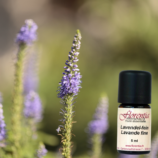 Lavendel-fein Bio 5 ml (Florentia) - Wohlfühlprodukte