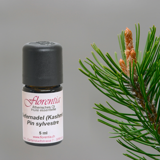 Kiefernadel (Kashmir) wild 5ml - Wohlfühlprodukte