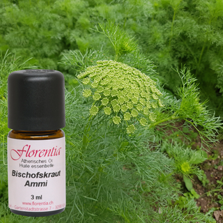 Bischofskraut Wild 3 ml - Wohlfühlprodukte