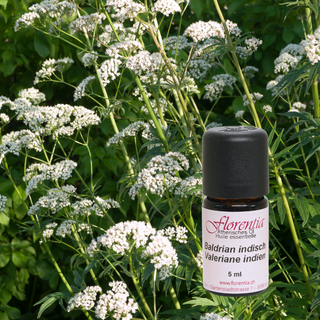 Baldrian 5 ml - Wohlfühlprodukte