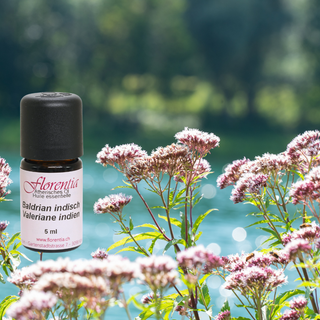 Baldrian 5 ml - Wohlfühlprodukte