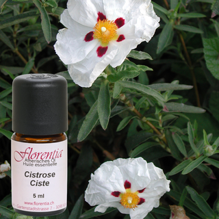 Cistrose 5 ml - Wohlfühlprodukte