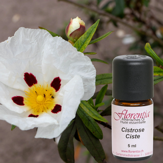 Cistrose 5 ml - Wohlfühlprodukte