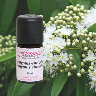 Eukalyptus-citriodora wild 5 ml - Wohlfühlprodukte