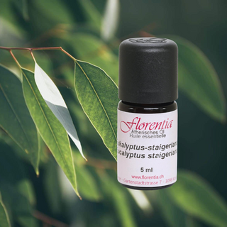 Eukalyptus-staigeriana wild 5 ml - Wohlfühlprodukte