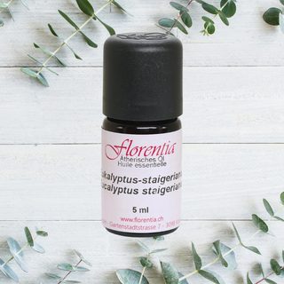 Eukalyptus-staigeriana wild 5 ml - Wohlfühlprodukte