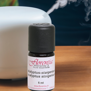Eukalyptus-staigeriana wild 5 ml - Wohlfühlprodukte