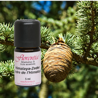 Himalaya Zeder 5 ml - Wohlfühlprodukte