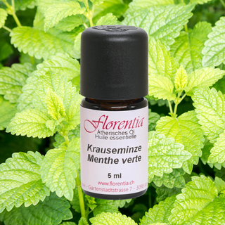 Krauseminze 5 ml - Wohlfühlprodukte