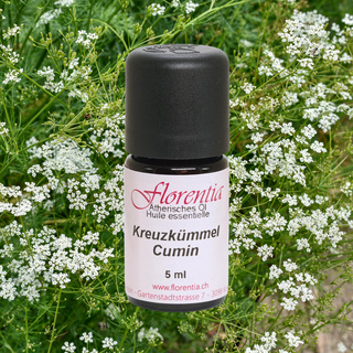 Kreuzkümmel 5 ml (Cuminum cyminum) - Wohlfühlprodukte