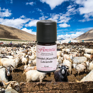 Lavendel (Kaschmir) wild 5 ml - Wohlfühlprodukte