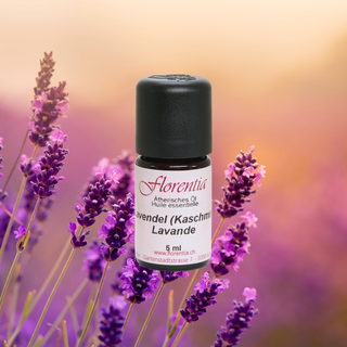 Lavendel (Kaschmir) wild 5 ml - Wohlfühlprodukte