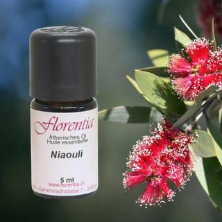 Niaouli wild 5 ml - Wohlfühlprodukte