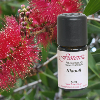 Niaouli wild 5 ml - Wohlfühlprodukte