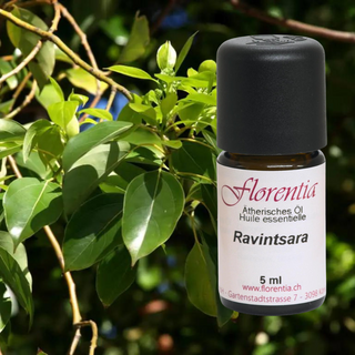 Ravintsara Bio 5 ml - Wohlfühlprodukte