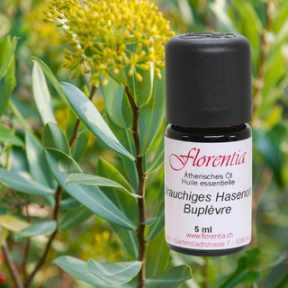 Strauchiges Hasenohr Wild 5 ml - Wohlfühlprodukte