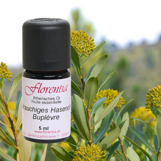 Strauchiges Hasenohr Wild 5 ml - Wohlfühlprodukte