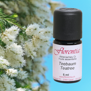 Teebaum 5 ml - Wohlfühlprodukte