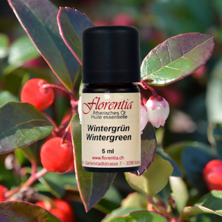 Wintergrün wild 5 ml - Wohlfühlprodukte