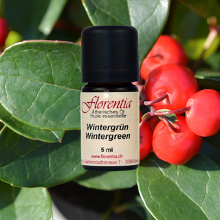 Wintergrün wild 5 ml - Wohlfühlprodukte