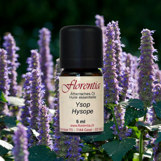 Ysop Bio 5 ml - Wohlfühlprodukte
