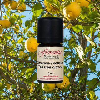Zitronen-Teebaum wild 5 ml - Wohlfühlprodukte