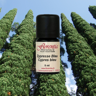 Zypresse Blau wild 5 ml - Wohlfühlprodukte