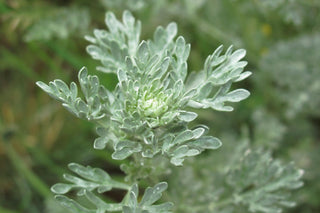 The winner is… Artemisia! (Dr. med. Heinz Lüscher)