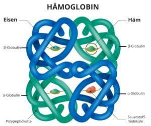Unveiling Iron Deficiency: How Does it Happen?