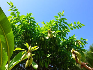 Moringa : Le Miracle de la Nature