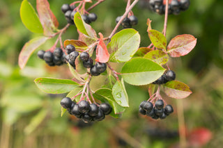 Die Aronia-Beere (Aronia melanocarpa) Dr. med. Heinz Lüscher