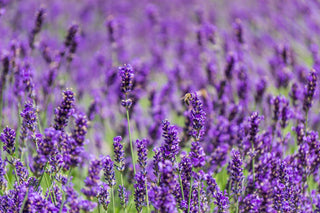 Der Zauber des Lavendels: Eine Einführung in das ätherische Öl