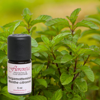 Bergamotteminze Bio 5 ml - Wohlfühlprodukte