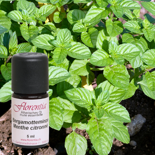 Bergamotteminze Bio 5 ml - Wohlfühlprodukte