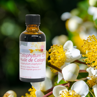 Calophyllumöl 50 ml - Wohlfühlprodukte