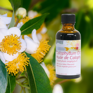 Calophyllumöl 50 ml - Wohlfühlprodukte