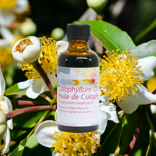 Calophyllumöl 50 ml - Wohlfühlprodukte