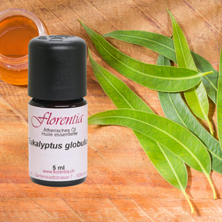 Eukalyptus-globulus 5 ml - Wohlfühlprodukte