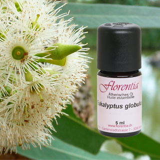 Eukalyptus-globulus 5 ml - Wohlfühlprodukte