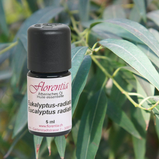 Eukalyptus-radiata Bio 5 ml - Wohlfühlprodukte