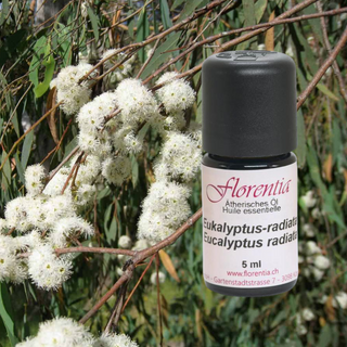 Eukalyptus-radiata Bio 5 ml - Wohlfühlprodukte