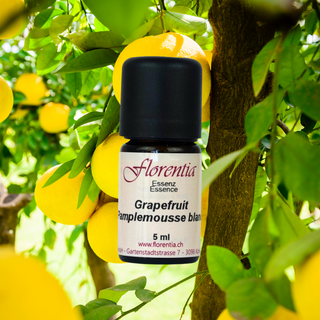 Grapefruit weiss 5 ml (Florentia) - Wohlfühlprodukte